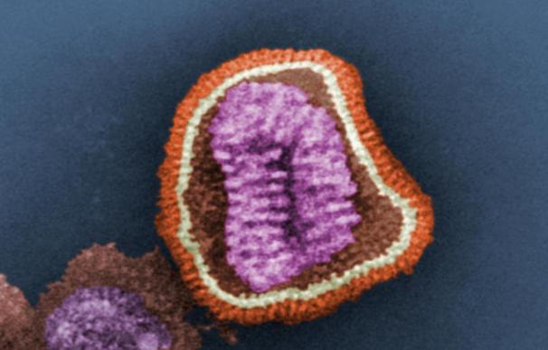 Un modelo de ratones genéticamente modificado resiste a la infección de virus, según un estudio