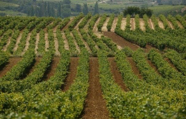 La Rioja se podría enfrentar a un aumento del riesgo por inundaciones en sus viñedos