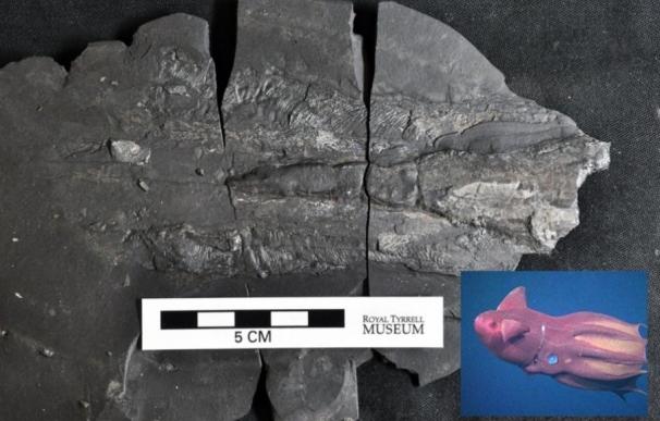 Fósiles preservados de especies blandas del Jurásico aparecen en Canadá