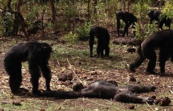 Una manada de chimpancés mata a su líder por intentar ser un tirano