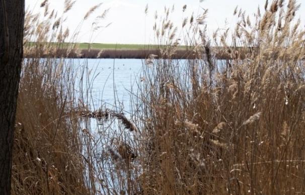El Proyecto Life Humedales de La Mancha recupera casi 300 hectáreas de orillas de lagunas en 10 municipios de C-LM
