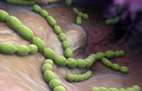 Doce 'superbacterias' podrías desencadenar millones de muertes en las próximas décadas.