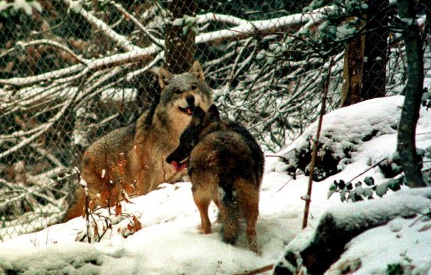 Una docena de lobos se asientan en Cataluña y pueden llegar a reproducirse