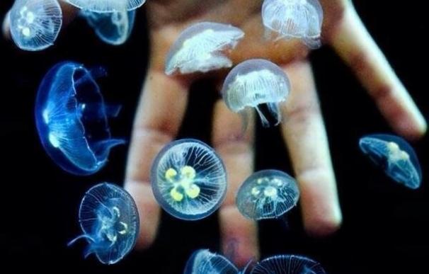 Dos jóvenes emprendedores onubenses venden sus patentes para comercializar acuarios de medusas