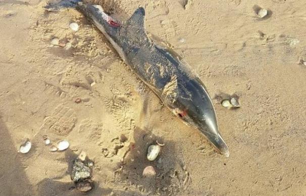 Aparece el cadáver de una cría de delfín común en una orilla de la playa de Melilla