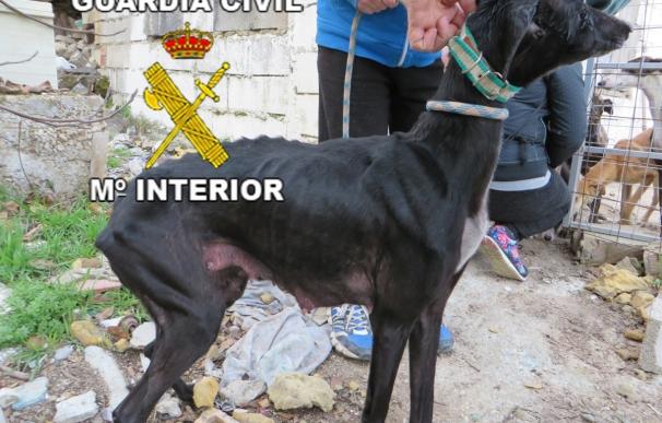 La Guardia Civil rescata 14 galgos, nueve de ellos cachorros, abandonados en un cercado de Úbeda