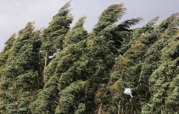 Greenpeace exige medidas para evitar la expansión incontrolada del eucalipto