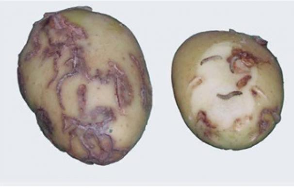 El PSdeG denuncia "miopía institucional" y pide información y ayudas frente a la plaga de la patata