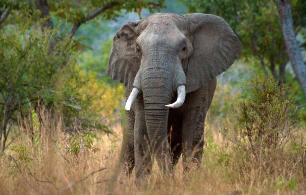 Los elefantes podrían desaparecer en 2022 en la Reserva de Selous, en Tanzania, por la caza furtiva, según advierte WWF