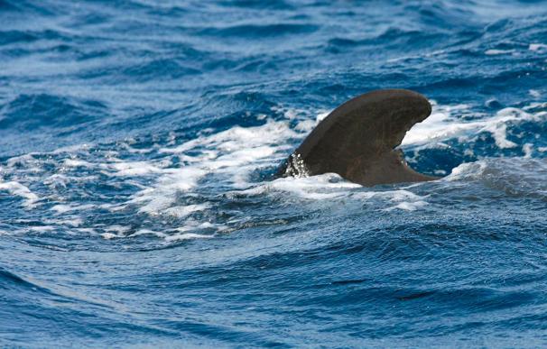 Marineros y pescadores ayudan en la investigación sobre cetáceos en las islas Columbretes