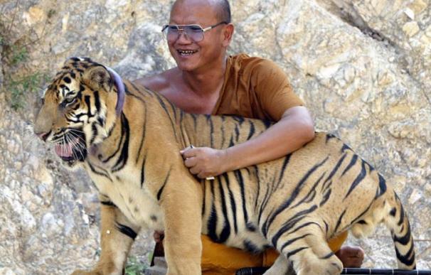 Tailandia detiene a tres personas tras encontrar pieles en el 'Templo del Tigre'