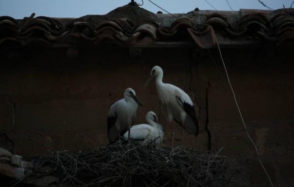Cáceres vuelve a la FIO de Monfragüe con un stand propio para promocionar su riqueza ornitológica