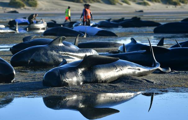 Nueva Zelanda teme la explosión de las ballenas varadas en una playa