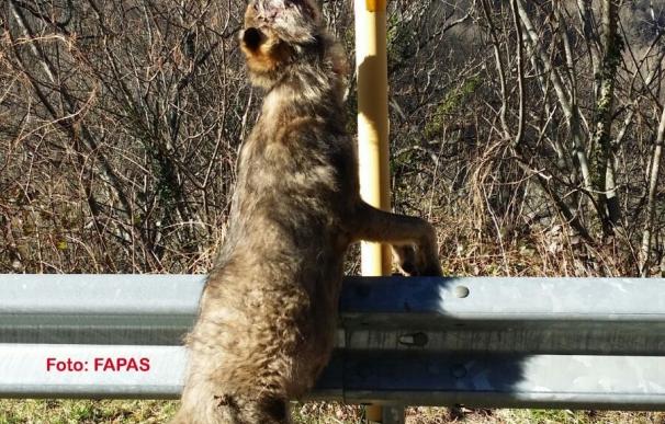 Aparece un nuevo lobo colgado de una señal en Asturias