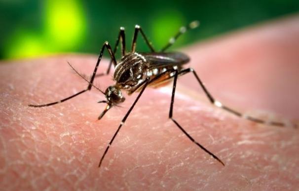 Una investigación señala que la exposición previa al virus del dengue puede amplificar la infección por virus Zika