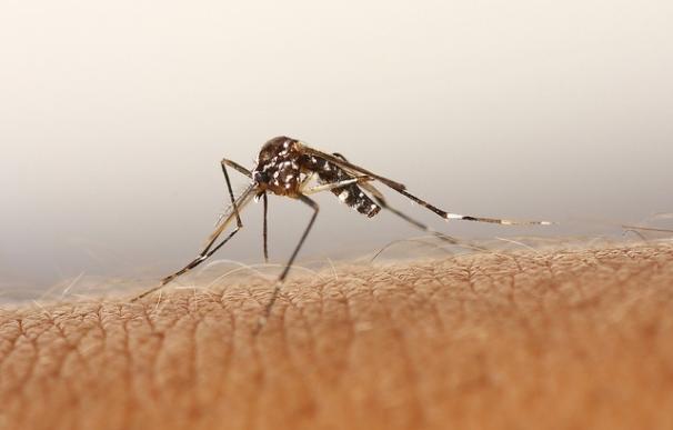 Expertos de la Universidad de Murcia descartan la presencia del mosquito tigre en el entorno del Guadalhorce