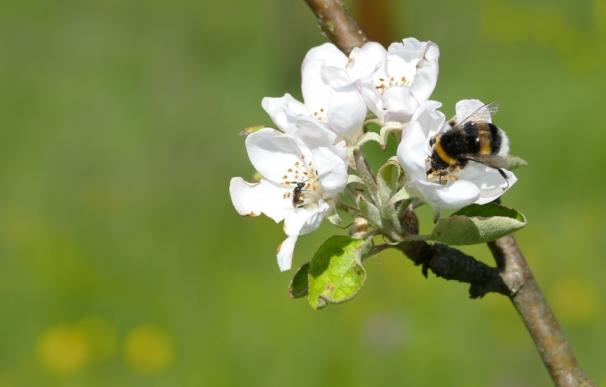 Investigadores analizan el papel de insectos y aves en el cultivo del manzano de sidra