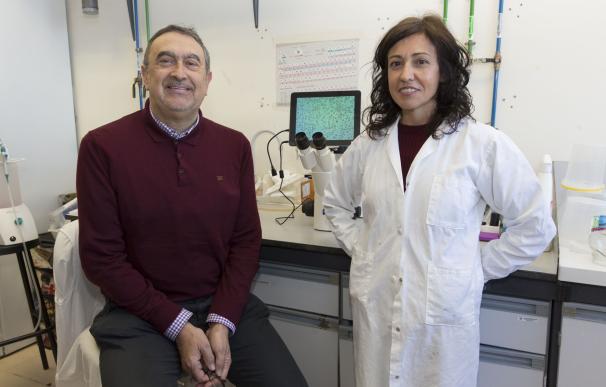UJI, CSIC y Universidad de Pavía patentan compuestos con actividad anticancerígena en células tumorales de mama y colon