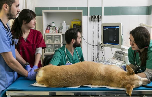 Diseñan una escala para que los veterinarios puedan evaluar fácilmente el grado de sedación en los perros