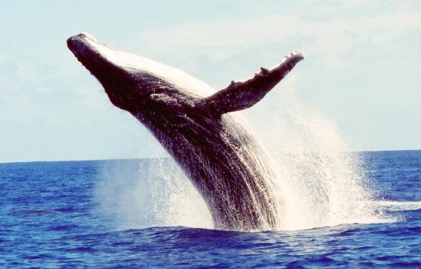 Las ballenas jorobadas navegan con la precisión de un GPS, según un estudio