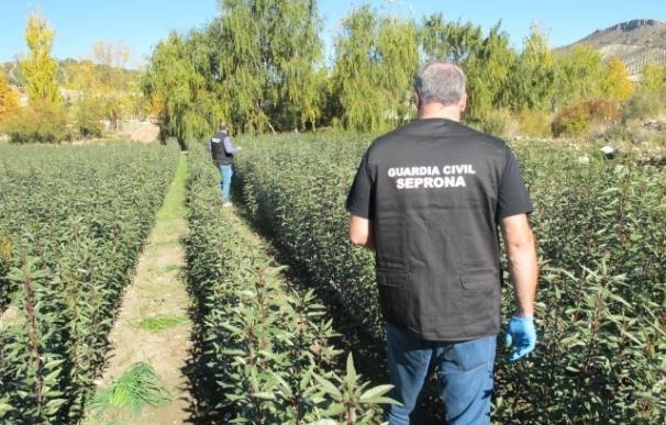 Investigado el dueño de un vivero el Huelma acusado de cultivar variedades de almendro protegidas