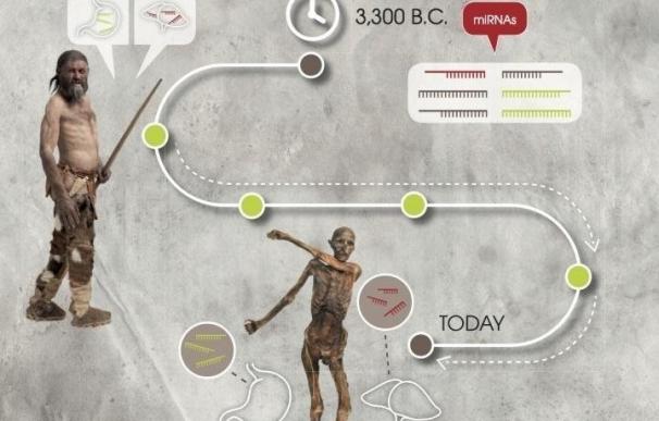 El ARN de Ötzi, tan válido como el de un caído en la I Guerra Mundial