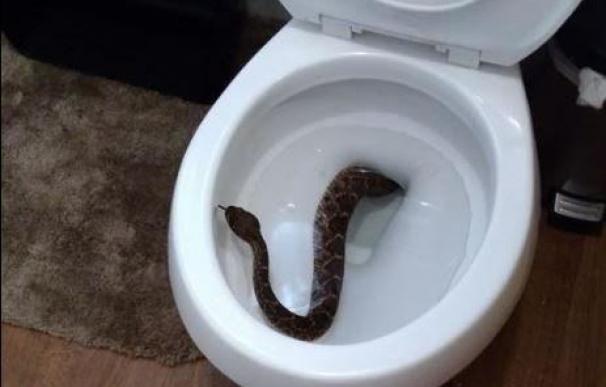 Encuentra una serpiente de cascabel en el inodoro... pero había una sorpresa más