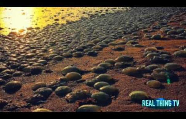 Miles de medusas 'invaden' una playa en Australia