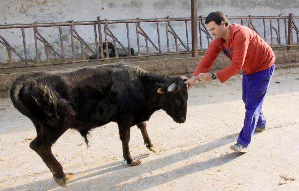 El primer toro de lidia clonado, nacido en Palencia, se traslada a Sevilla