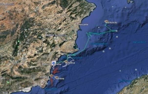 Cuatro tortugas con localizador soltadas por el CSIC siguen viajando por el Mediterrénao