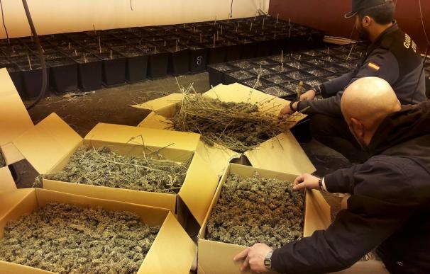 Desmantelan un invernadero de marihuana y se incautan de 70 kilos de droga en un antiguo taller de O Rosal (Pontevedra)