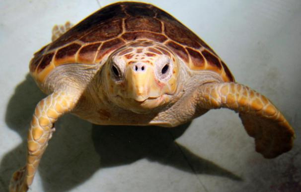 El Oceanogràfic de Valencia logra que una tortuga boba pueda reproducirse en cautividad