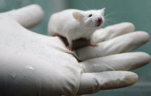 El experimento se ha relizado con ratas de laboratorio (Getty)