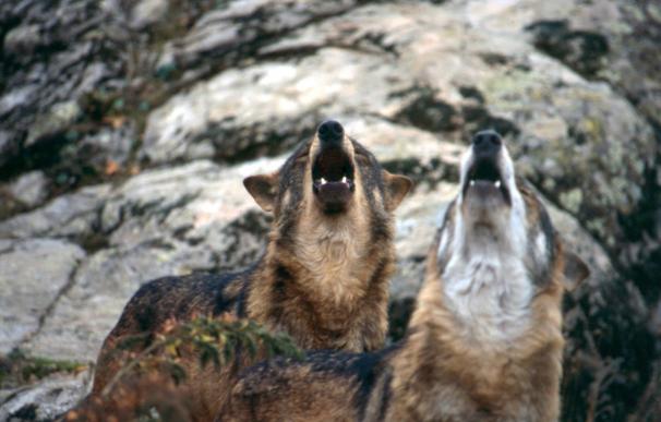 Investigadores de la UV y Oviedo crean una herramienta para analizar el estatus reproductivo de las manadas de lobos