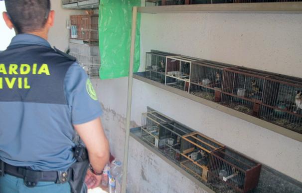 La Guardia Civil decomisa 17 aves fringílidas en cautividad en un domicilio de Lorca