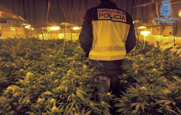 Dos detenidos en Talavera por cultivar 2.500 plantas de marihuana en una nave de un polígono industrial