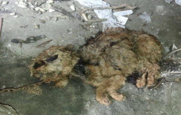 Denuncian el hallazgo del cuerpo sin vida de un perro atado y rodeado de excrementos en una huerta