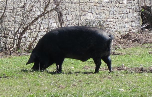 Los gruñidos de los cerdos ofrecen información sobre su personalidad, según un estudio