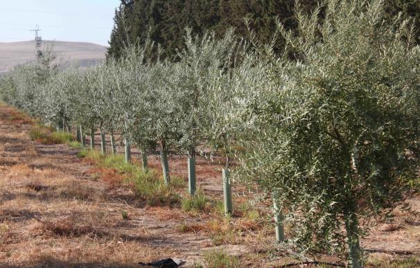 Identifican genes del olivo relacionados con el crecimiento que influyen en la mejora de la producción