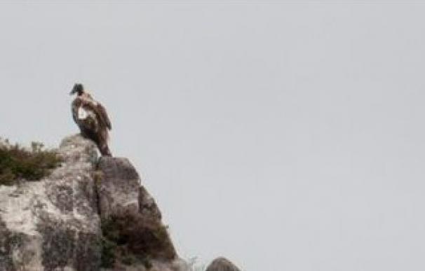 Primera reproducción del quebrantahuesos en el Parque Nacional de Picos de Europa tras más de medio siglo