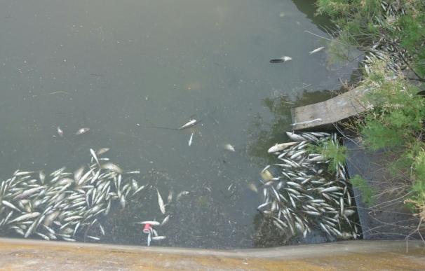 Los análisis de la CHG no muestran contaminación significativa en la zona del Guadiamar donde murieron peces