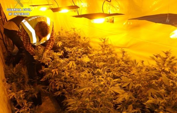 Detenidos dos vecinos de Boiro (A Coruña) por cultivar marihuana e intervenidas 312 plantas y 1,3 kilos de cogollos