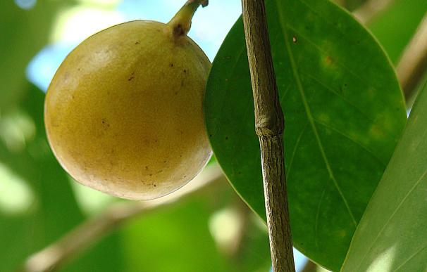 La maligna manzana de Adán y Eva existe