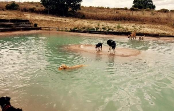 Abren la primera piscina para perros en Madrid