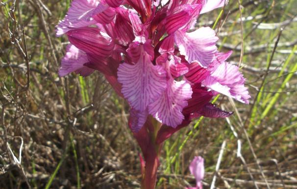 Descubren una población de doce especies de orquídeas silvestres en un paraje de La Carolina