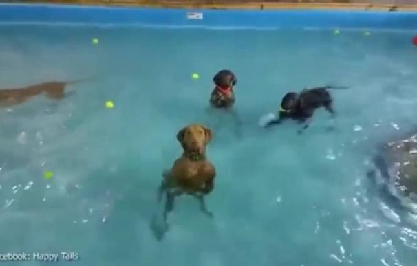 Beya, la perrita que se relaja en la piscina que conquistó Facebook