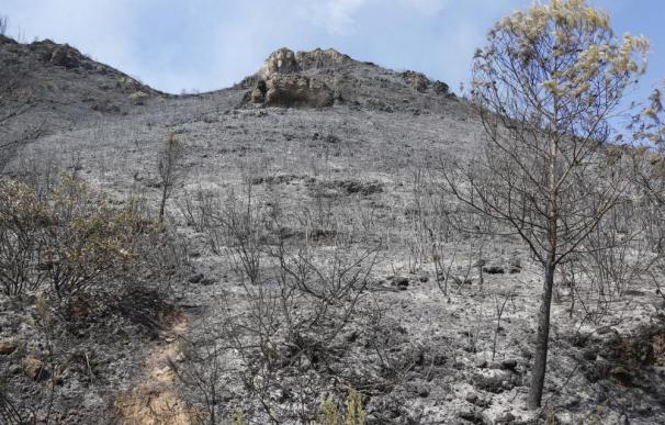 Los bomberos empiezan a controlar los incendios de Valencia tras arrasar 3.000 hectáreas