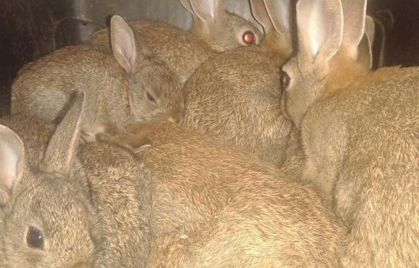 La Policía Canaria se incauta de 18 conejos que se vendían por Internet como salvajes para su suelta