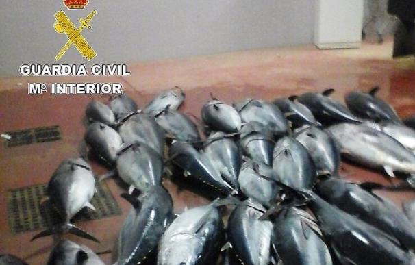 Intervienen en el puerto pesquero de Tarifa 1.582 kilos de atún rojo pescado ilegalmente