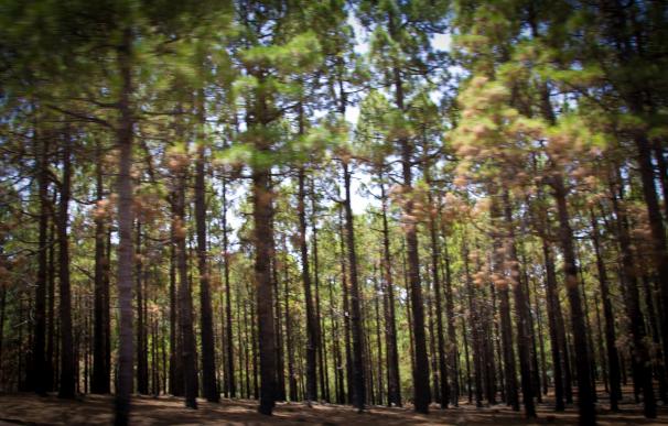 El Cabildo de Gran Canaria recuerda la prohibición de hogueras en áreas forestales ante el alto riesgo de incendio